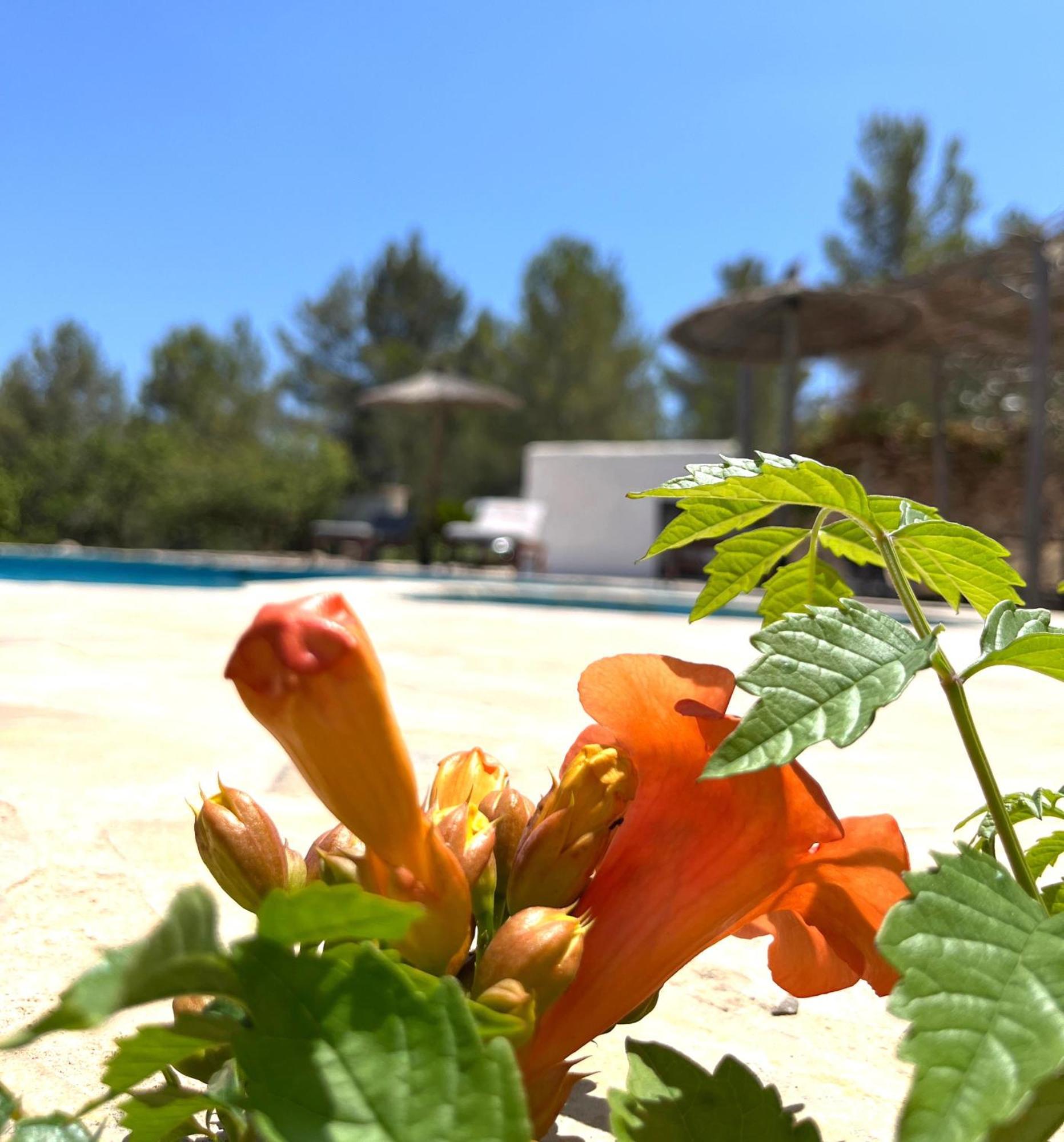 Villa Can Mestreso Suite Ibiza 산트 호안 데 라브리트하 외부 사진
