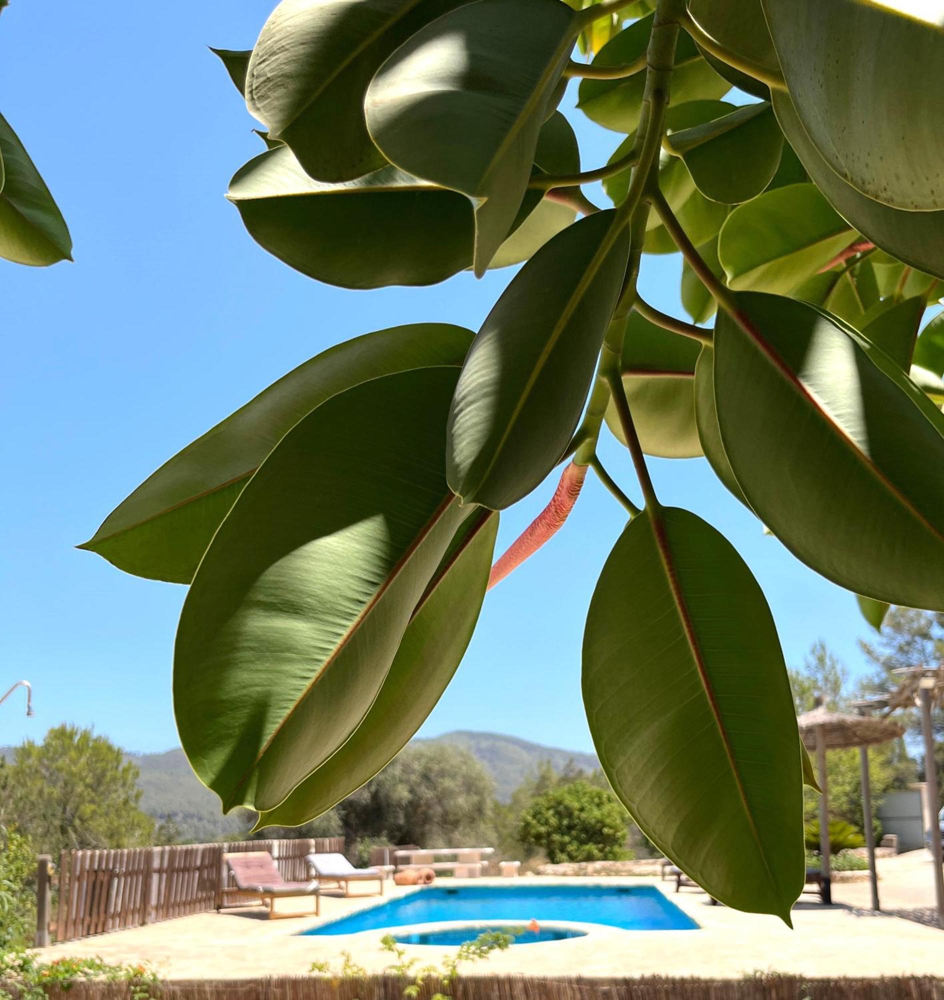 Villa Can Mestreso Suite Ibiza 산트 호안 데 라브리트하 외부 사진